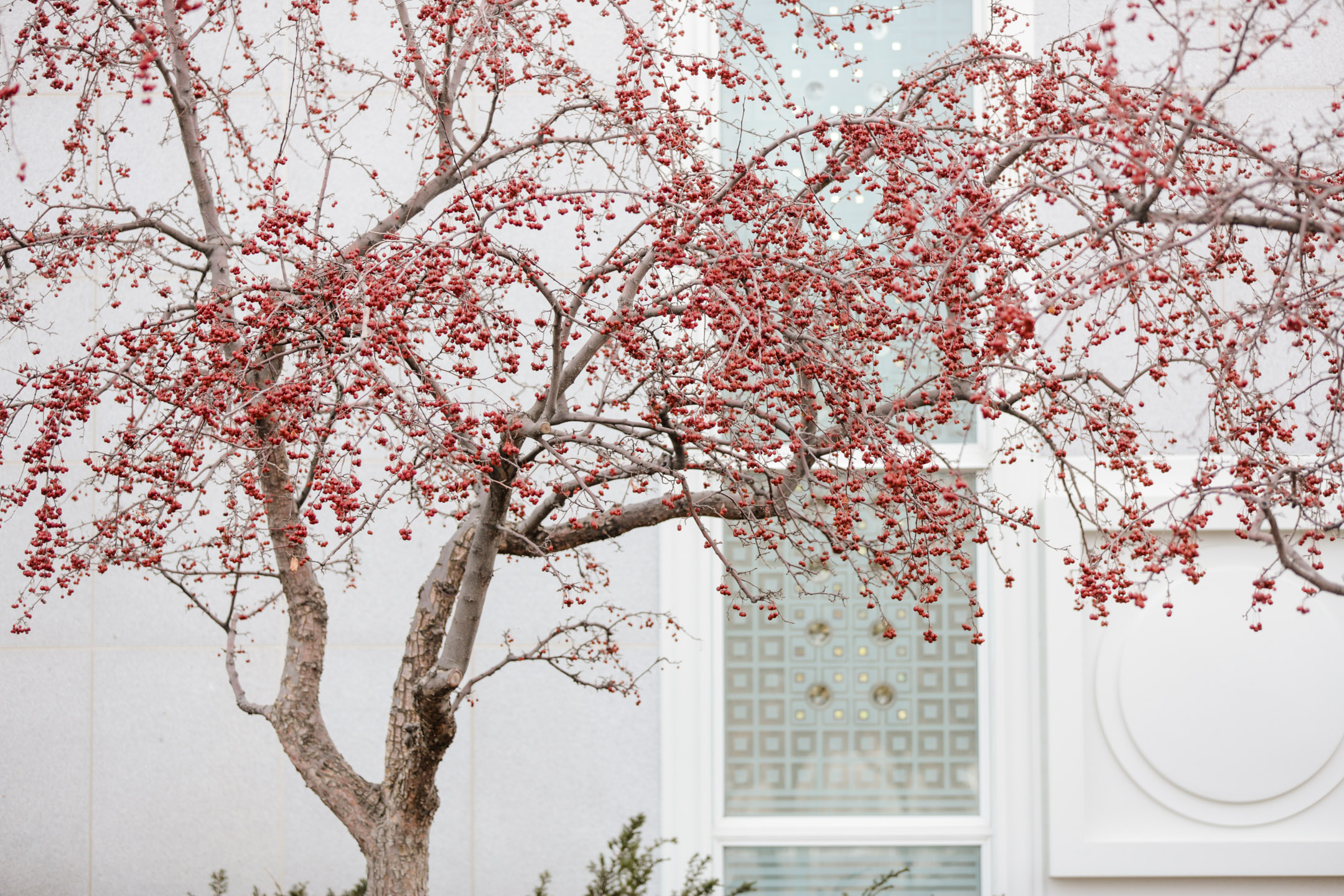 EK-Studios-Utah-Wedding-Photographers-Timpanogos-Temple-Wedding-winter002-Blog