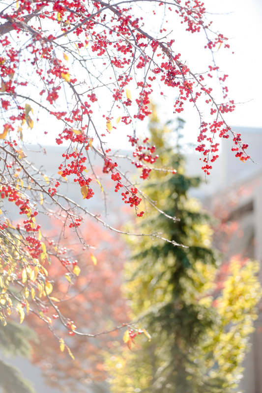 EK-Studios-Utah-Wedding-Photographers-Timpanogos-Temple-Wedding-in-reception-in-parade-of-homes002-Blog