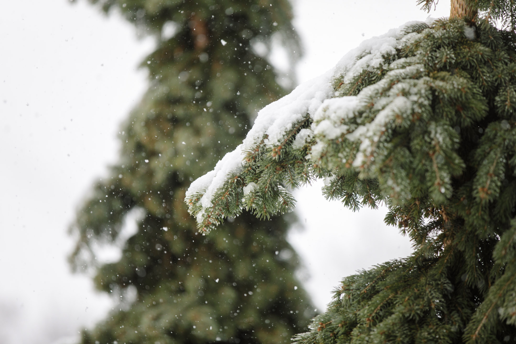 Snowy-Winter-Wedding-Draper-Temple-La-Jolla-Groves-Recpetion-Dinner-ProvoUtah-Wedding-Photographers-EK-Studios-Photo-Video003-Blog