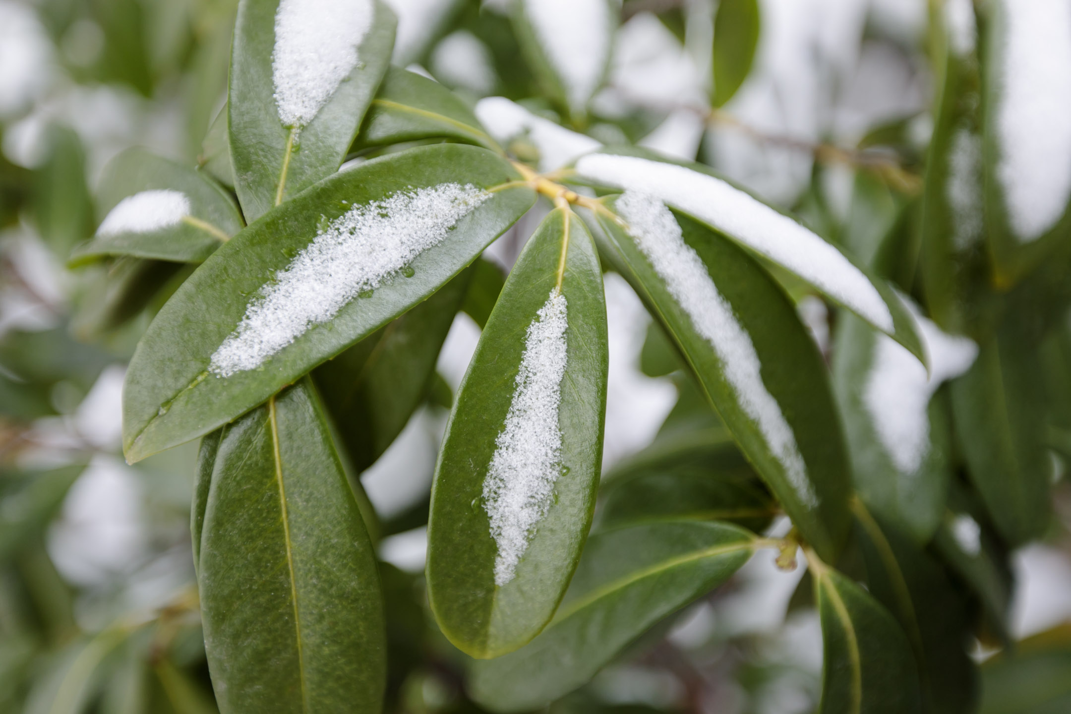 SLC-Temple-Winter-WeddingEK-Studios-Photo-Video-Utah-Wedding-Photographers-003-Blog