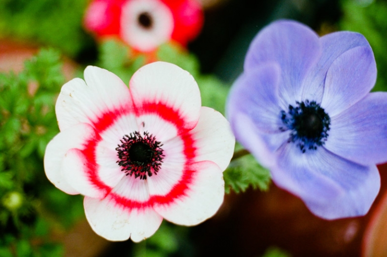 DETAILS-Utah-Wedding-and-Portrait-Photographer-Sun-River-Gardens-UT-Commercial-Work012Sun-River-Gardens-30-Blog(pp_w768_h509)