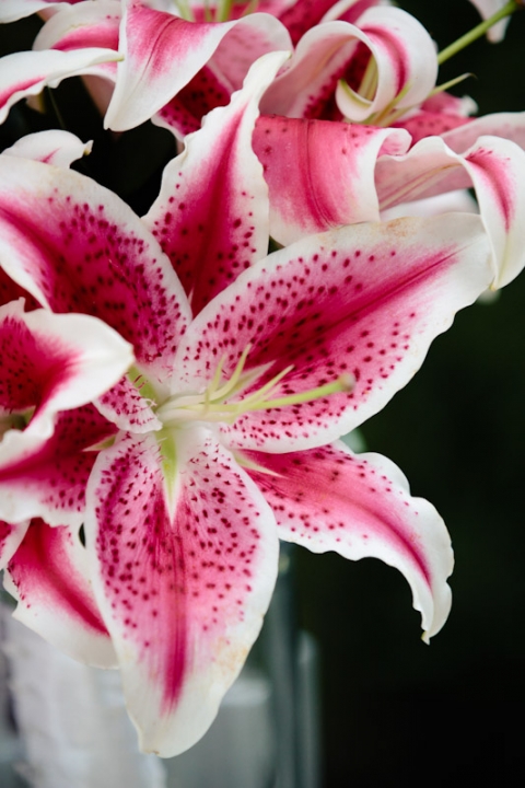 Wedding-2011-08-18-Michelle-Justin-Utah-Wedding-and-Portrait-Photographer-Red-Butte-Gardens003IMG_9621-Blog(pp_w480_h720)