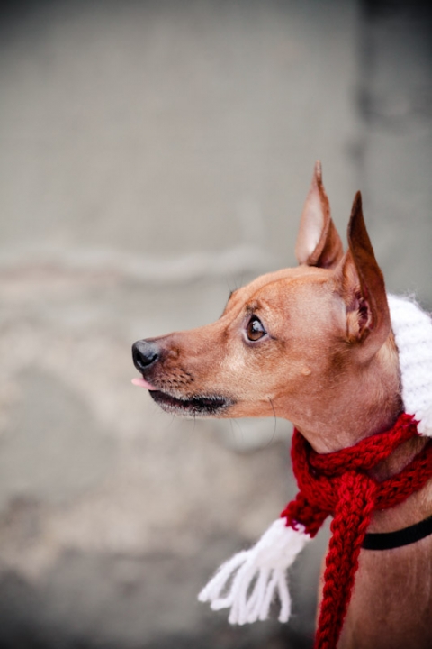 Family-2011-11-07-Dunn-Family-Utah-Wedding-and-Portrait-Photographer-Christmas-photoshoot016IMG_9775-Blog(pp_w480_h720)