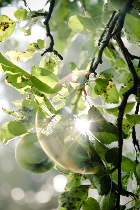 Wedding-2011-09-24-Shannon-Ty-Utah-Wedding-and-Portrait-Photographer-Backyard-vintage-Wedding023IMG_5481-Blog(pp_w480_h720)