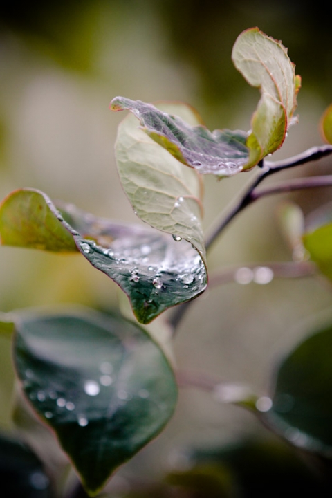 Wedding-2011-10-06-Ali-Mike-Utah-Wedding-and-Portrait-Photographer-SLC-Temple-Millcreek-inn002IMG_0943-Blog(pp_w480_h720)