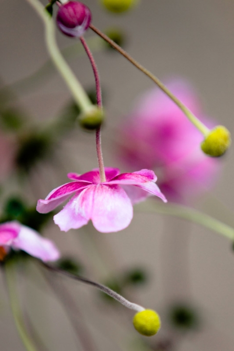 Wedding-2011-10-06-Ali-Mike-Utah-Wedding-and-Portrait-Photographer-SLC-Temple-Millcreek-inn003IMG_0939-Blog(pp_w480_h720)