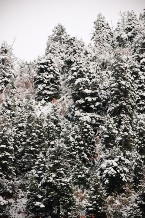 Wedding-2011-10-06-Ali-Mike-Utah-Wedding-and-Portrait-Photographer-SLC-Temple-Millcreek-inn036IMG_0961-Blog(pp_w480_h720)