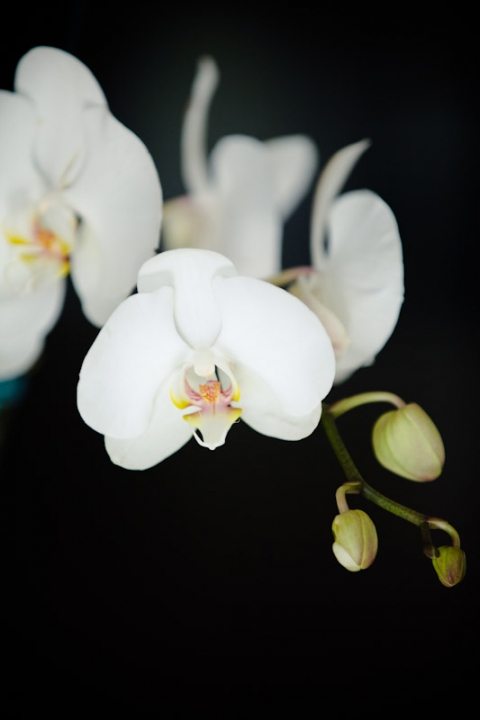 Weddings-2011-06-20-Melissa-Graig-Utah-Wedding-and-Portrait-Photographer-Wadley-Farms-Wedding-lawn-games045IMG_6278-Blog(pp_w480_h720)