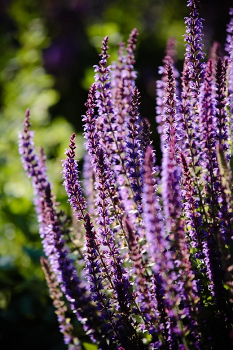 Weddings-2011-06-20-Melissa-Graig-Utah-Wedding-and-Portrait-Photographer-Wadley-Farms-Wedding-lawn-games052IMG_6416-Blog(pp_w480_h720)
