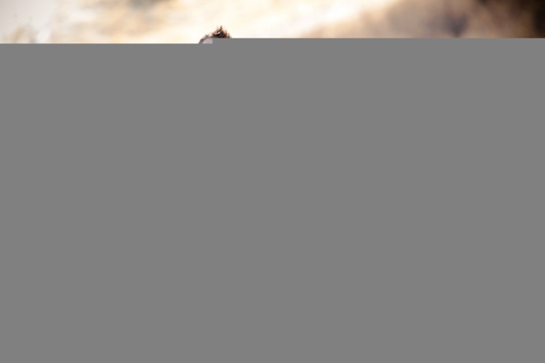 Wedding-and-Portrait-Photographer-Family-shoot-UT001IMG_0392-Blog(pp_w768_h511)