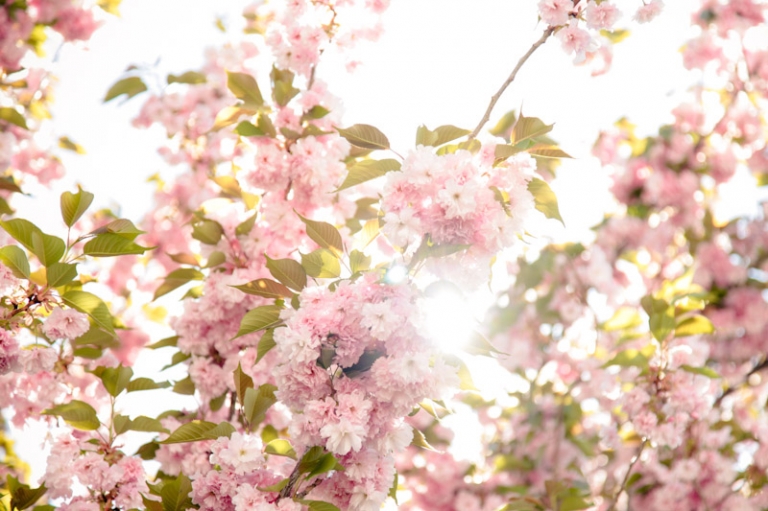 Wedding-and-Portrait-Photographer-Wadley-Farms-Reception002IMG_7548-Blog(pp_w768_h511)