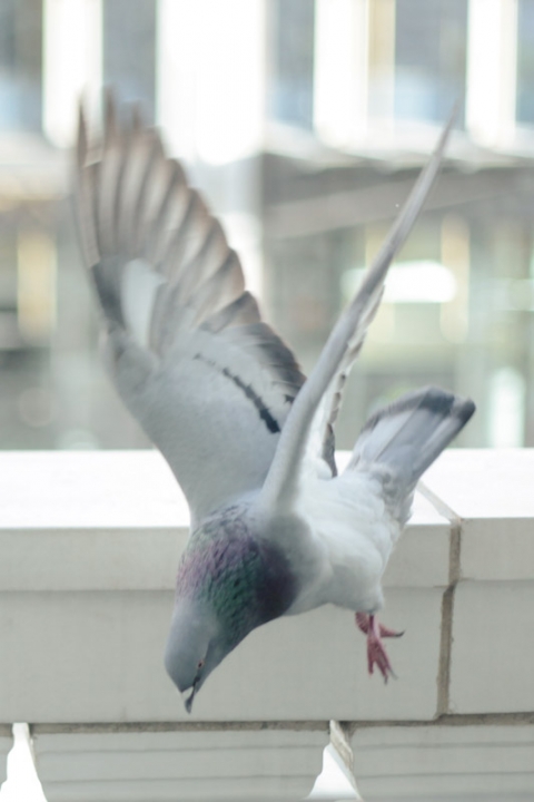 Chines-Tea-Cerimony-Wedding-Utah-Photographer-087(pp_w480_h720)