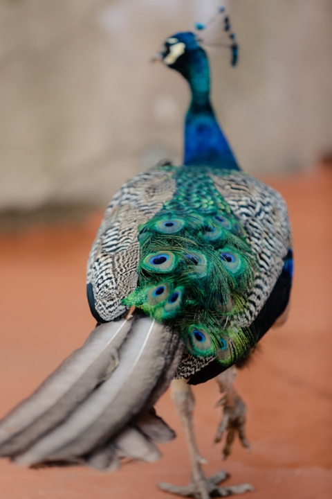 Wedding-Danielle-Josh-La-Caille-Wedding-4(pp_w480_h720)