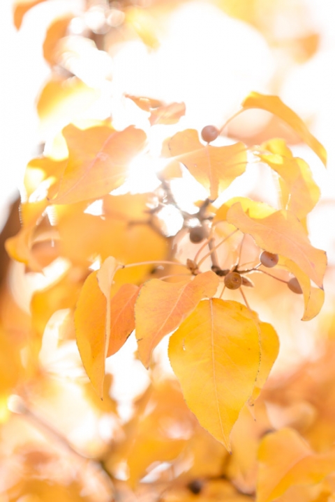 Wedding-Photographer-Heritage-Garden-wedding002-Blog(pp_w480_h720)