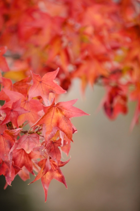 Wedding-Photographer-Provo-Temple-Wedding-Photos002-Blog(pp_w480_h720)