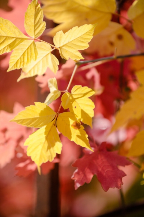 Wedding-Photographer-Fall-canyon-wedding002-Blog(pp_w480_h720)