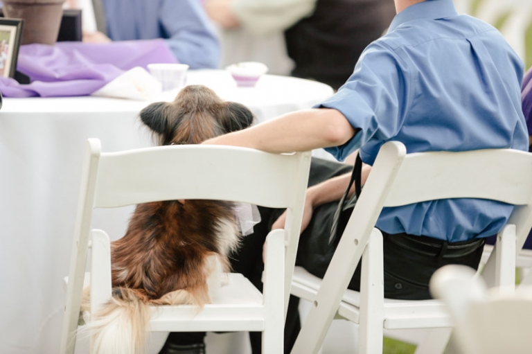 EK-Studios-Wedding-Photographer-Backyard-wedding-reception055-Blog(pp_w768_h511)