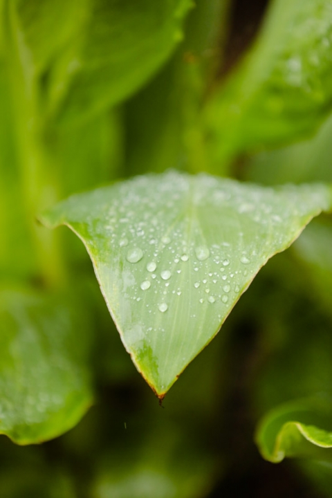 EK-Studios-Wedding-Photographer-Wedding-Reception-at-Sleepy-Ridge002-Blog(pp_w480_h720)