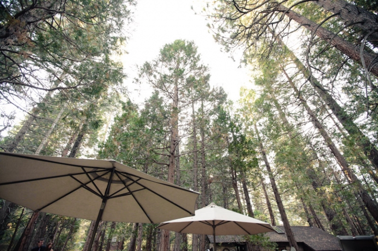 California-wedding-Photographer-wedding-in-the-woods-5(pp_w768_h511)