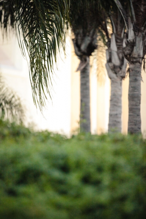 Wedding-and-Portrait-Photographer-LDS-San-Diego-Temple-Wedding050IMG_3882-Blog(pp_w480_h720)