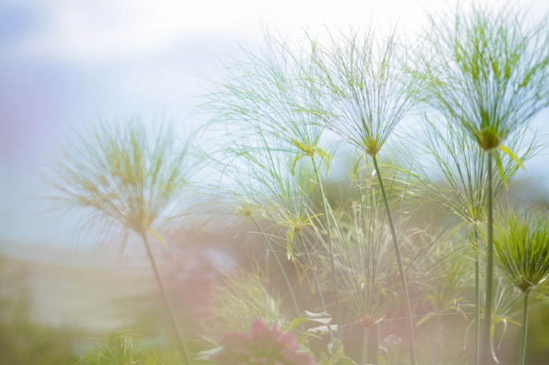 EK-Studios-Wedding-Photographer-Mount-Timpanogos-Temple001-Blog(pp_w768_h511)