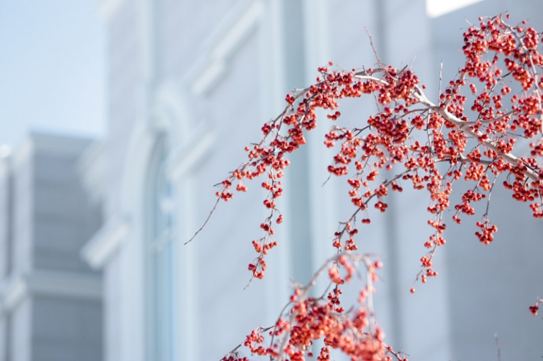 EK-Studios-Utah-Wedding-Photographers-Timpanogos-Temple-winter001-Blog(pp_w768_h511)