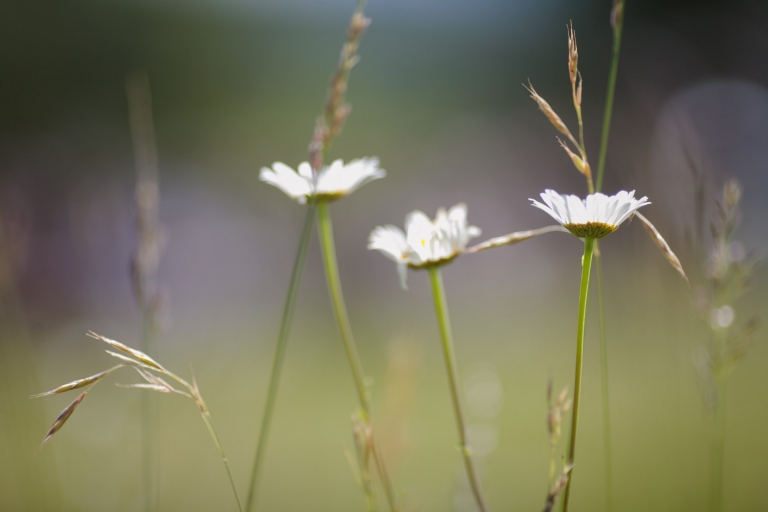 EK-Studios-Utah-Wedding-Photographers-Red-Cliff-Ranch-Wedding-in-a-barn-utah005-Blog(pp_w768_h512)