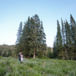 Blog-Engagements-wild-flowers-mountains-utah-photography-20-150x150