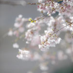 Spring-Blossoms-Salt-Lake-City-Temple-Wedding-Reception-Wadley-Farms-Castle-Utah-Photography-3-150x150