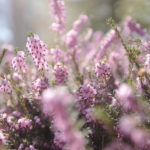 Spring-Blossoms-Salt-Lake-City-Temple-Wedding-Reception-Wadley-Farms-Castle-Utah-Photography-5-150x150