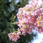 Blog-Provo-Temple-Wedding-Spring-3-150x150