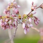 Blog-Spring-blossom-Engagements-utah-photography-10-150x150