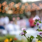 Blog-Backyard-wedding-Summer-Utah-Photography-58-150x150
