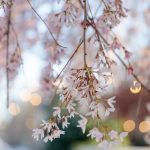 Blog-Wadley-Farms-Castle-Wedding-Spring-Blossoms-Photoshoot-utah-count-photographer-62-150x150