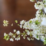 Blog-Wadley-Farms-Castle-Wedding-Spring-Blossoms-Photoshoot-utah-count-photographer-67-150x150
