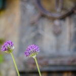 Blog-Wadley-Farms-Barn-Railroad-building-wedding-photos-2-150x150